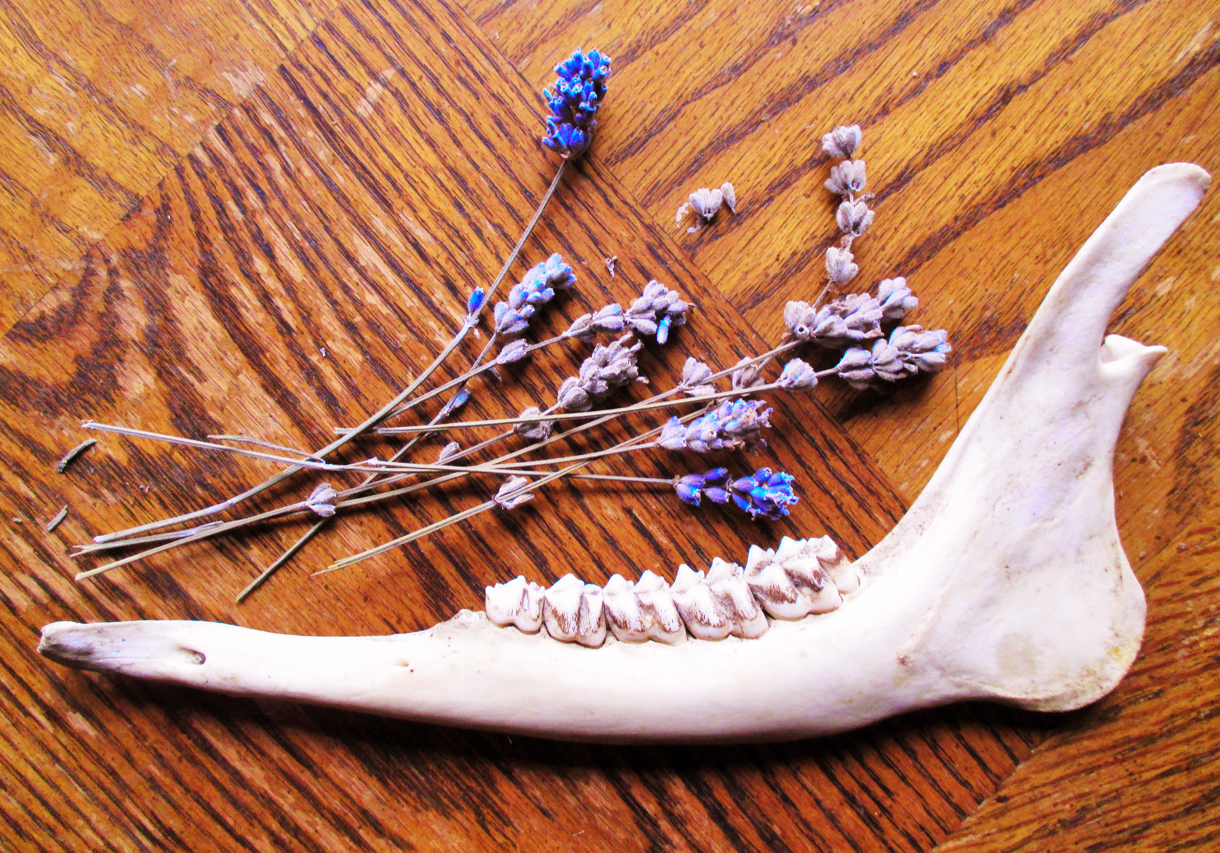 Deer Jaw and Lavender | Iowa Herbalist