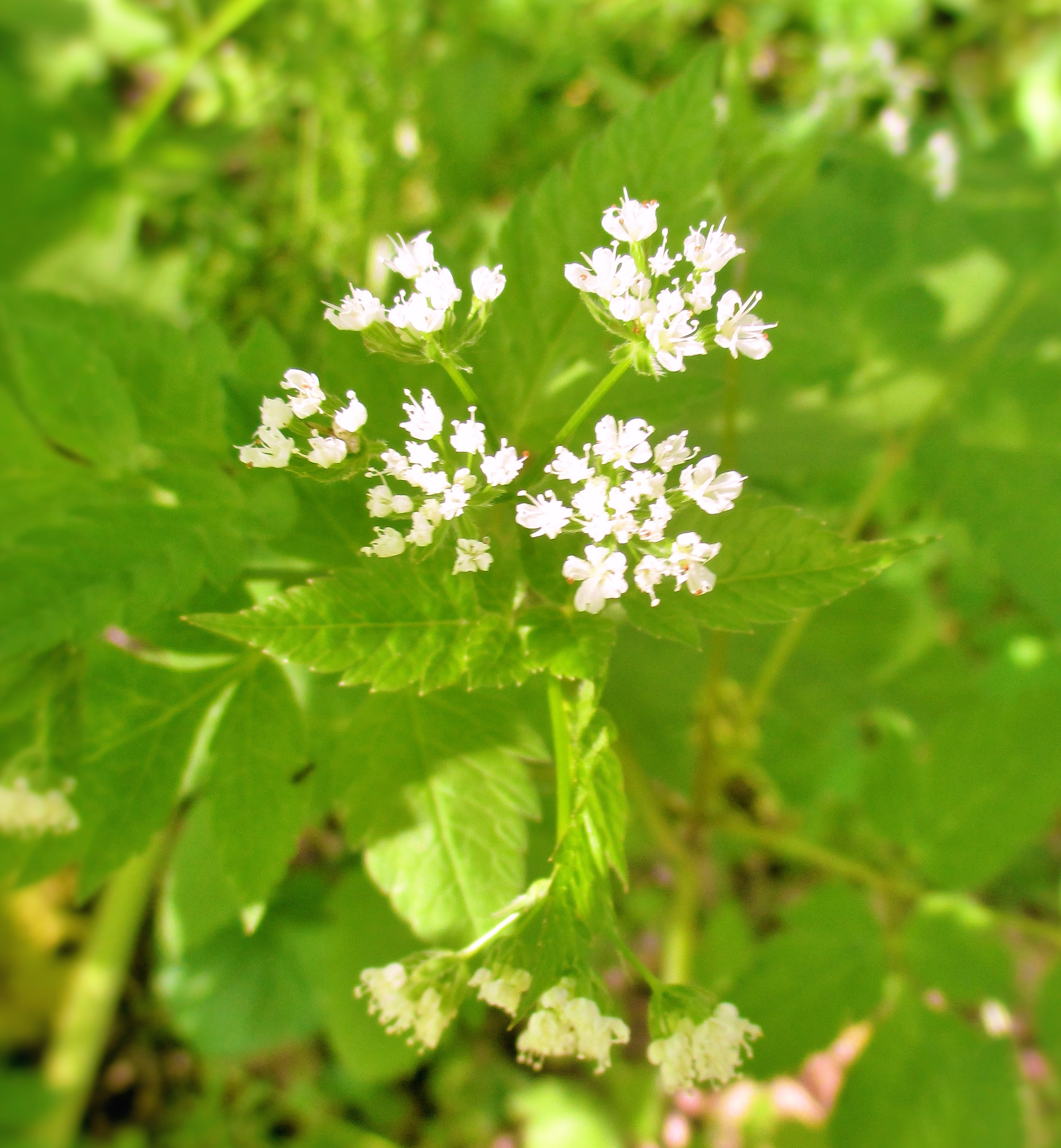 Licorice of the Woods Sweet Cicely or Sweetroot Iowa
