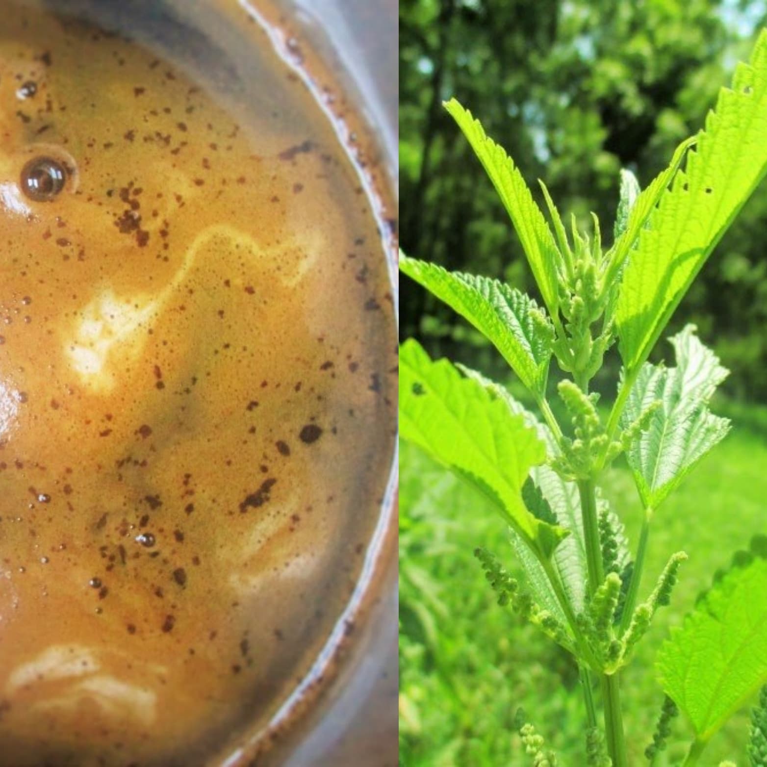 Shop Online Black Strap Nettle Syrup (Iowa Only) | Iowa Herbalist